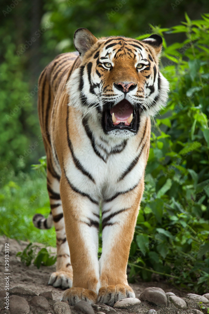 Obraz premium Tygrys syberyjski (Panthera tigris altaica)