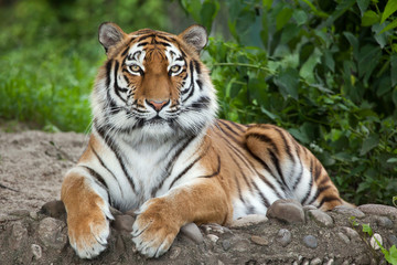 Fotobehang Tijger Siberische tijger in winterlandschap  © Vladimir Wrangel