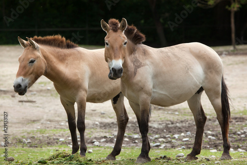 Fototapeta Naklejka Na Ścianę i Meble -  Przewalski's horse (Equus ferus przewalskii)