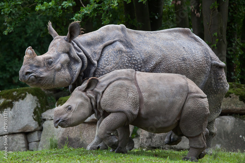 Indian rhinoceros (Rhinoceros unicornis).