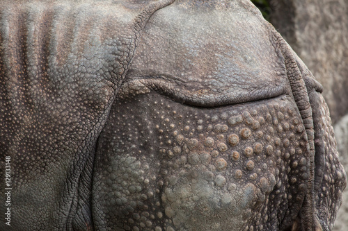Indian rhinoceros (Rhinoceros unicornis). Skin texture