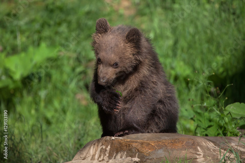 Kamchatka brown bear (Ursus arctos beringianus)