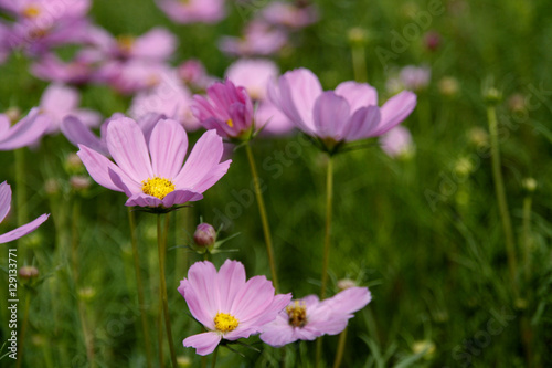 Mexican Daisy pink