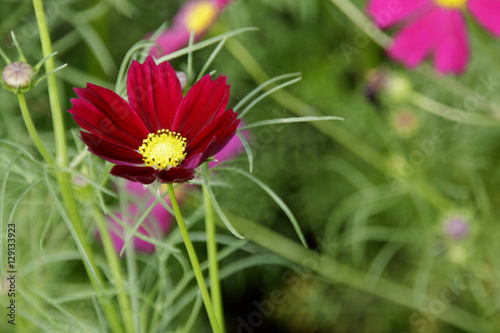 Mexican Daisy red
