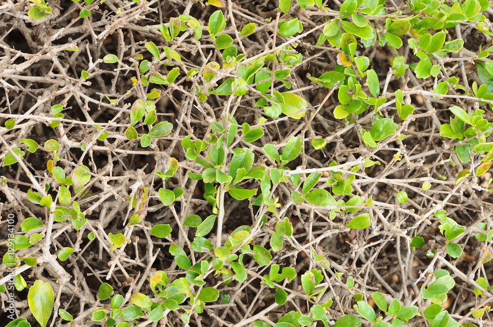 Texture and background from green bush Texture and background from green bush
