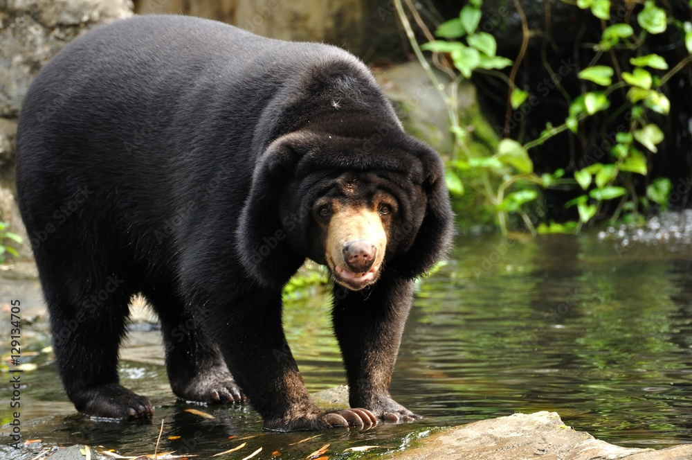 Fototapeta premium Malayan sun bear looking to camera
