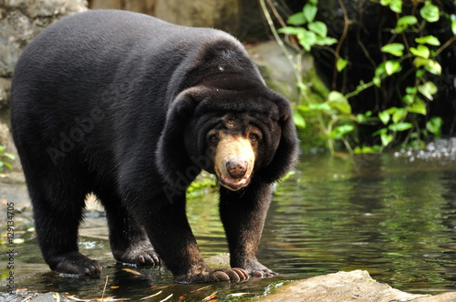 Malayan sun bear looking to camera photo