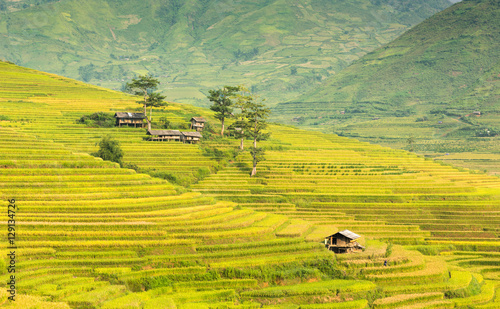 Rice Fields on terrace and beautiful nature of Vietnam Landscape