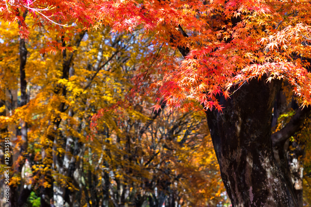 the beautiful autumn color of Japan maple..leaves on tree is gre the beautiful autumn color of Japan maple..leaves on tree is gre