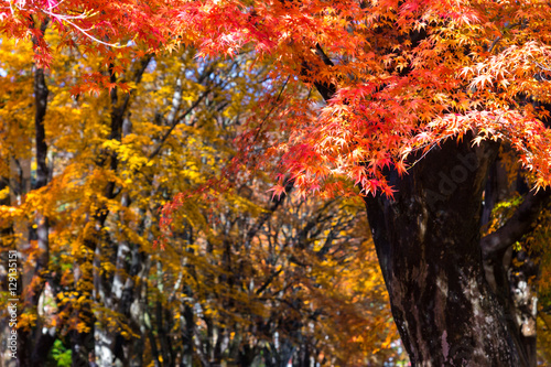 the beautiful autumn color of Japan maple..leaves on tree is gre