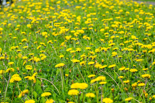 Dandelion field