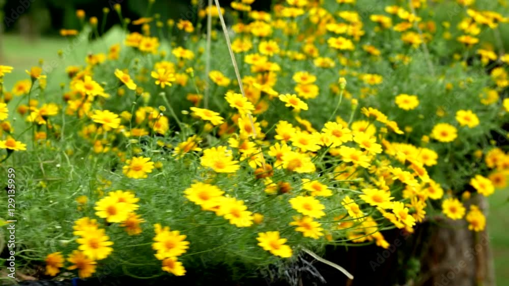 The little yellow star in pot is roll movement fast and slow. The little yellow star in pot is roll movement fast and slow.