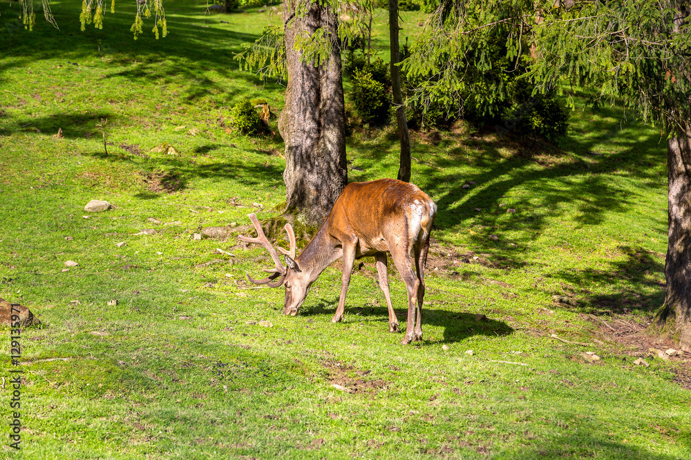 Wild deer in a forest