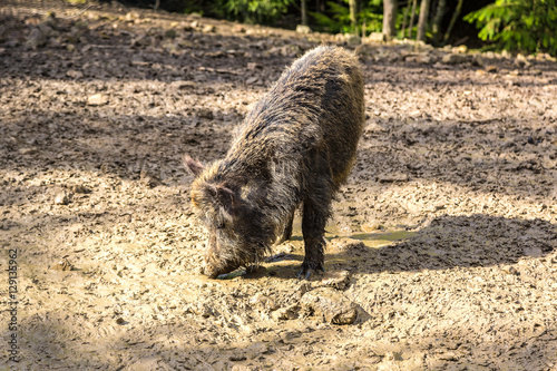 Wild boar in a forest