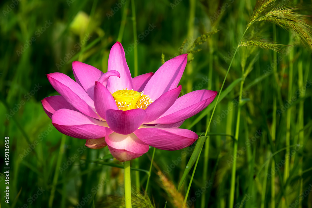 Fototapeta premium 蓮の花 ピンク