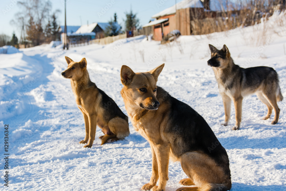 Naklejka premium Dog in the winter