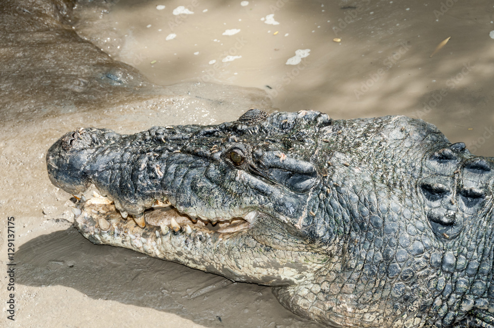 Obraz premium salt water crocodile