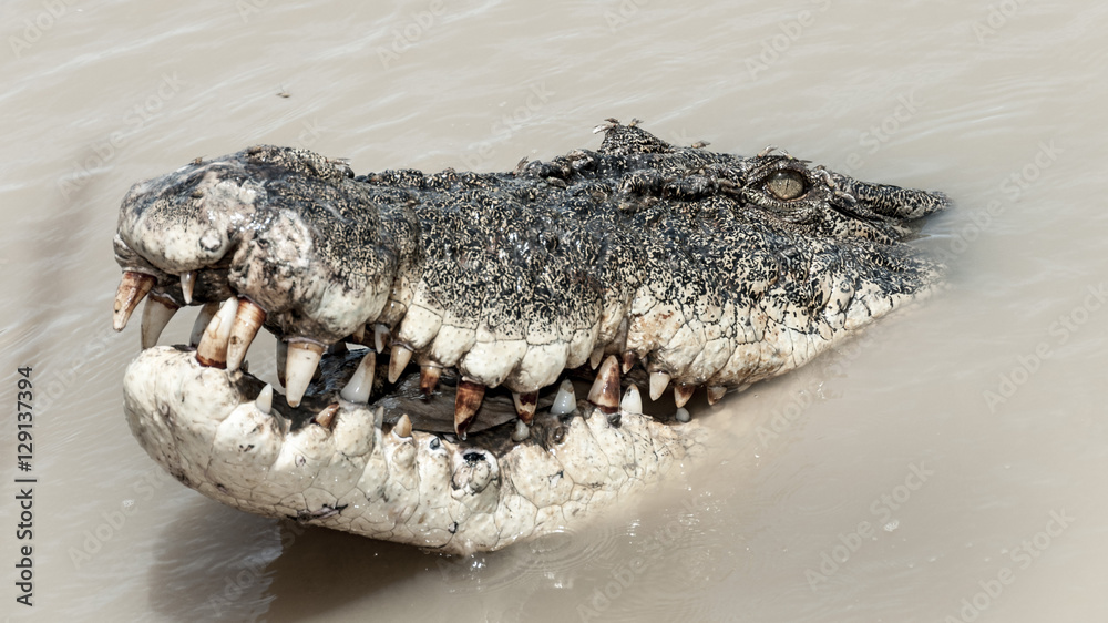 Obraz premium salt water crocodile