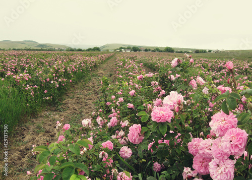 field of blooming pink damask roses at Bakhchisaray, Crimea, 
local focus, shallow DOF, toned  