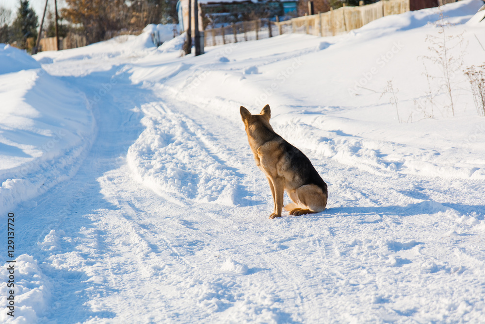 Naklejka premium Dog in the winter