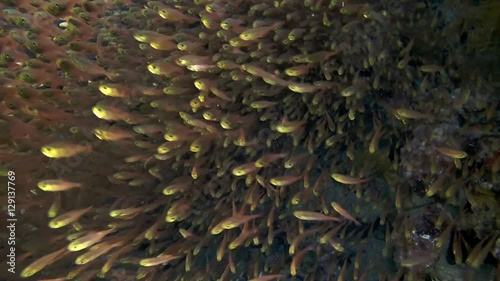 huge school of fish Pigmy Sweepers (Parapriacanthus ransonneti) swims near coral reef, Red sea, Dahab, Sinai Peninsula, Egypt 
 photo
