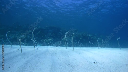 Group of Red Sea garden eels, Indo-Pacific garden eel or Spotted Garden Eel (Gorgasia sillneri) fed a passing plankton leaning out of the sandy bottom, then hide in the sand, Eel Garden  photo