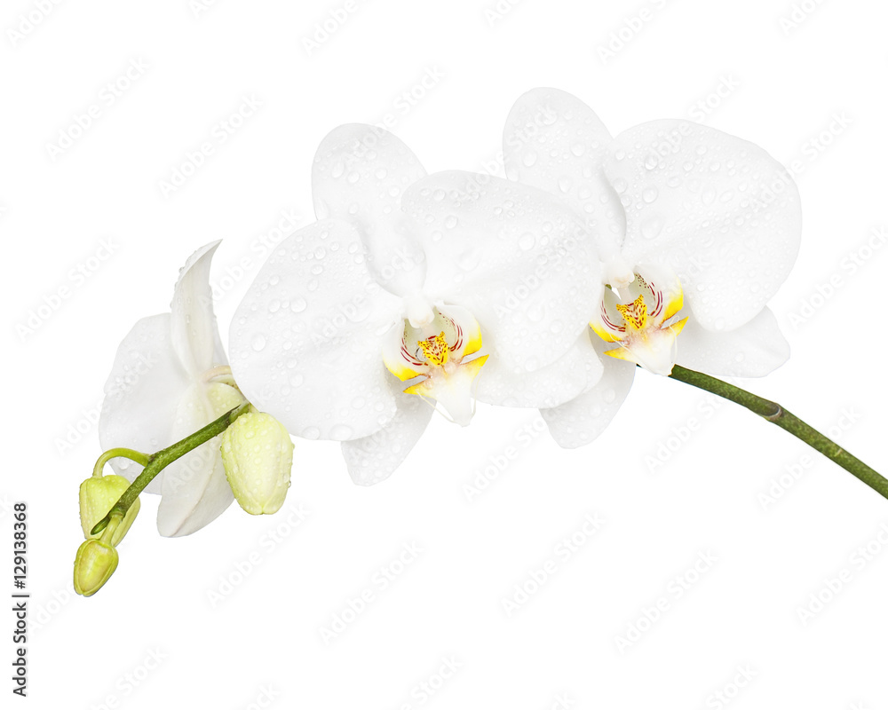 Fototapeta premium Trzy dni stara biała orchidea na białym tle. Zbliżenie.