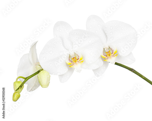 Three day old white orchid isolated on white background. Closeup.