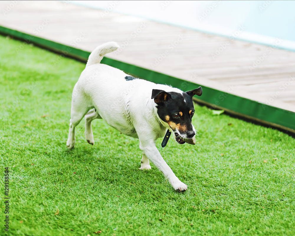 Fototapeta premium Jack Russell Terrier dog on nature background. Closeup.