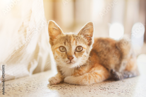 Cute little orange kitten portrait. Orange tabby cat is sitting on the ground with sunlight. Cat looking to the top. Playful cat relaxing vacation.
