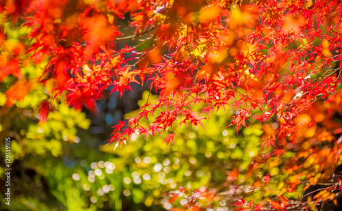 Autumn Forest in Yoshino  Nara  Japan