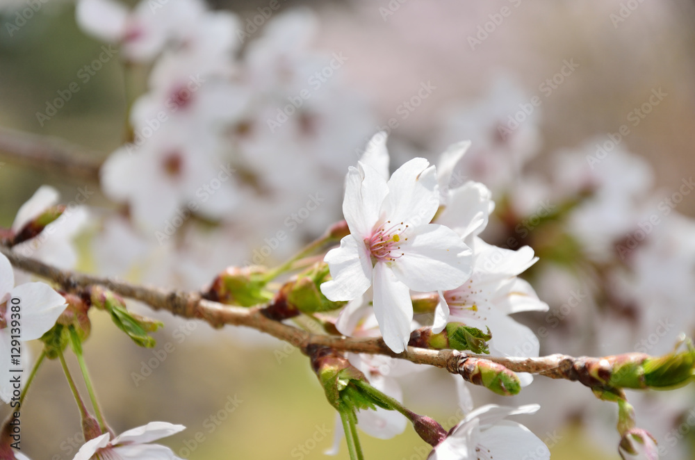 長野 満開の桜の花 長野 満開の桜の花