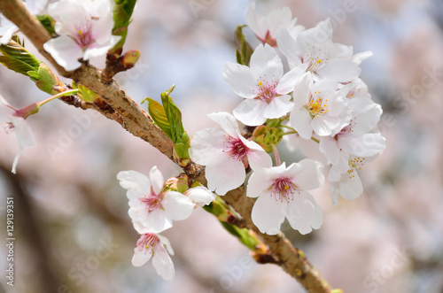長野 満開の桜の花