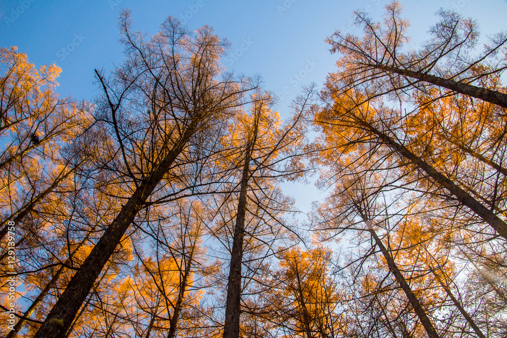 Colorful of Yellow Larch Tree leaves in Fall and Autumn Season in Japan Colorful of Yellow Larch Tree leaves in Fall and Autumn Season in Japan