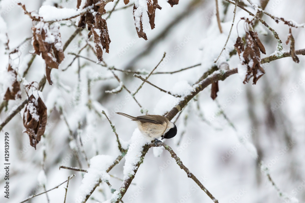 Marsh tit sitting on a snowy branch Marsh tit sitting on a snowy branch