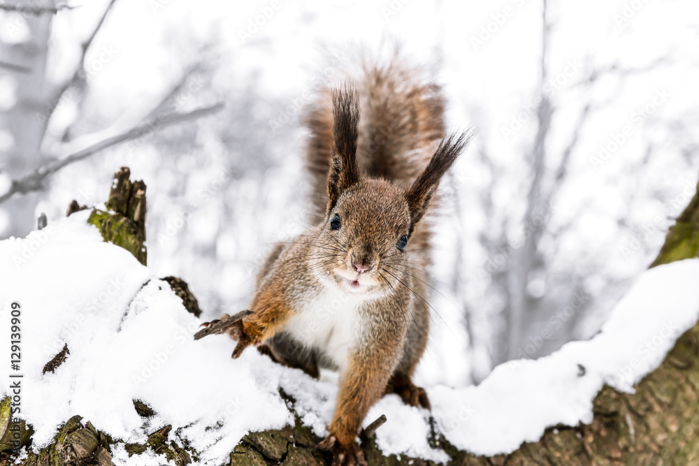 curious little squirrel stretches forward on snowy tree trunk in winter forest