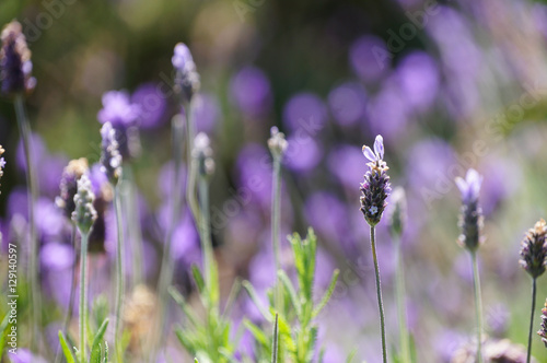 Lavender flowers in Cape Town, South Africa.