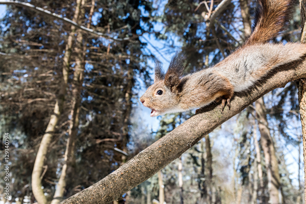 cute amusing red squirrel stretches forward for nut on branch in winter forest cute amusing red squirrel stretches forward for nut on branch in winter forest