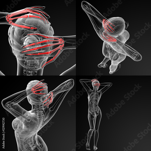 Bilde på lerret 3D rendering illustration of the skeletal hand