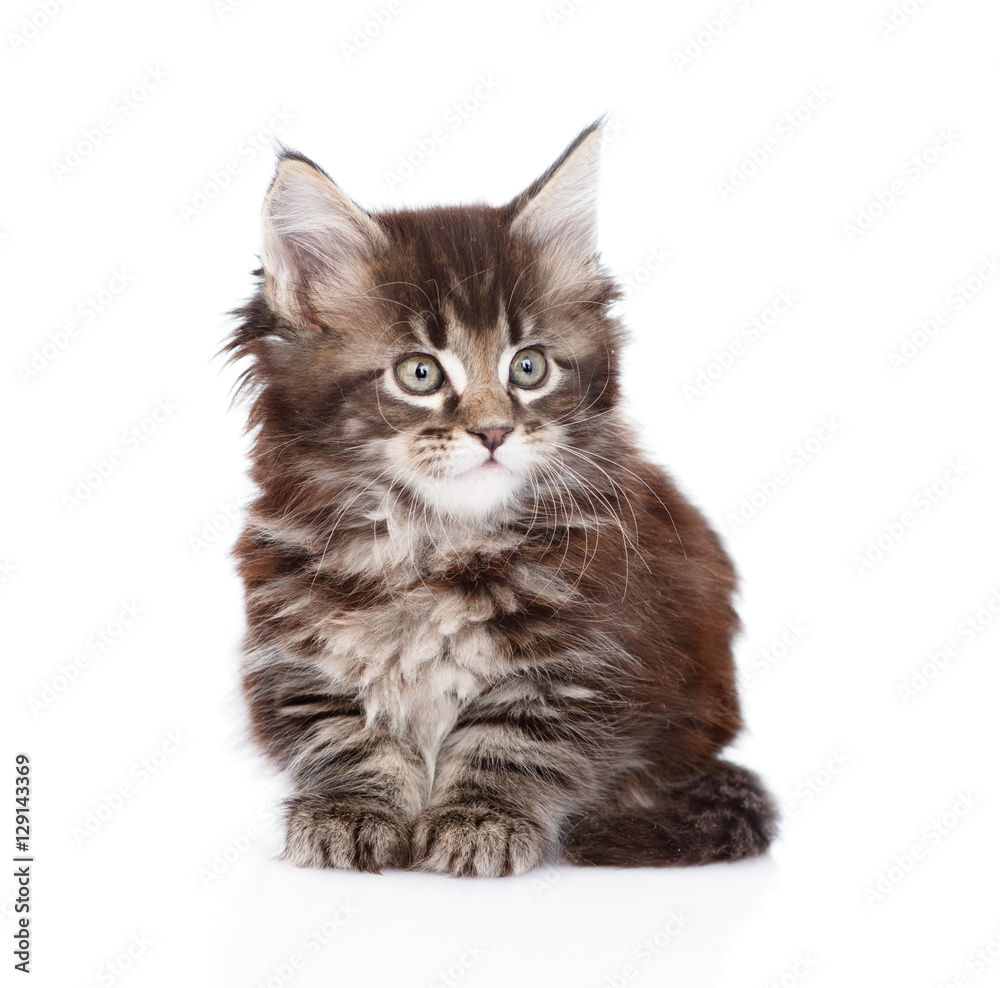 Small maine coon kitten. isolated on white background