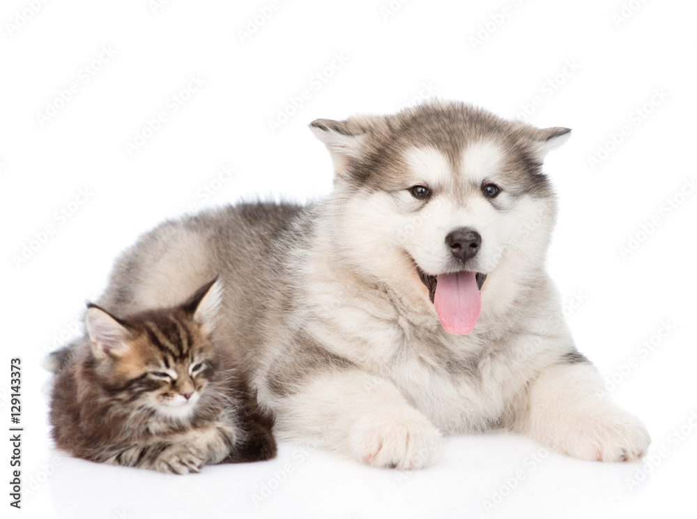Maine coon cat and alaskan malamute dog together. isolated on white