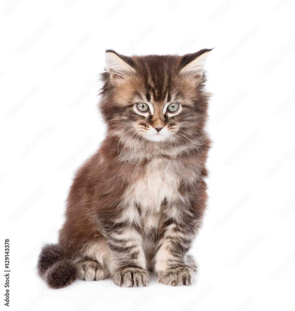 Portrait small maine coon cat. isolated on white background