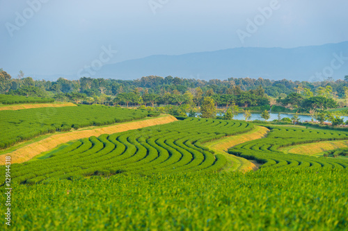 Green tea terraces pattern, Chiang Rai, Thailand