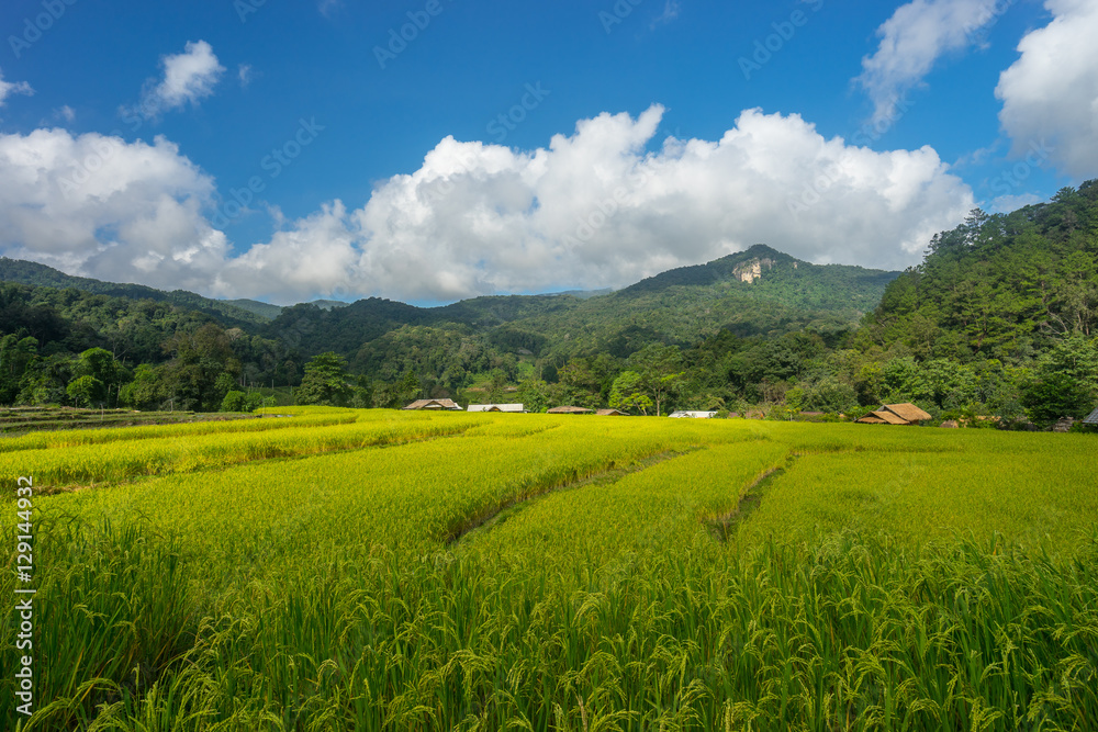 Fototapeta premium Rice field at Inthanon mountain, Chiang Mai, Thailand
