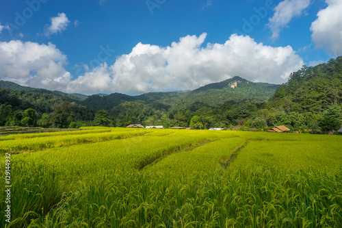 Rice field at Inthanon mountain, Chiang Mai, Thailand © skazzjy