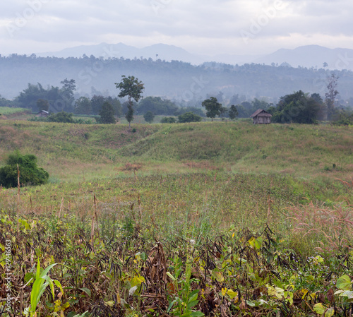 Mung bean crop, Salunkwadi, Ambajogai, Beed, tak,thailand photo