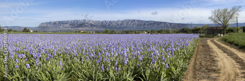 Mount Sainte Victoire and flowers
