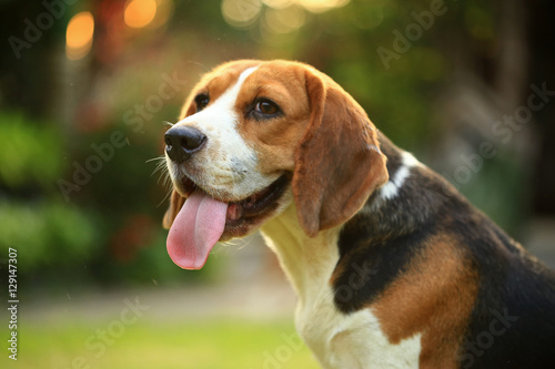 Funny cute beagle dog in park