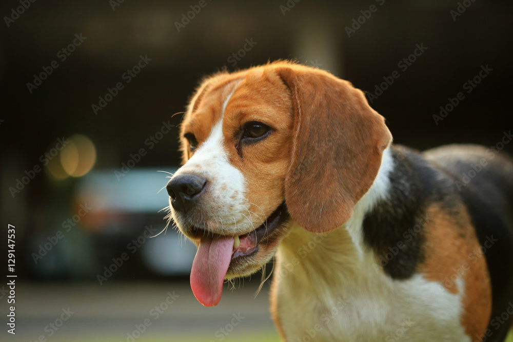 beagle dog and family outdoors