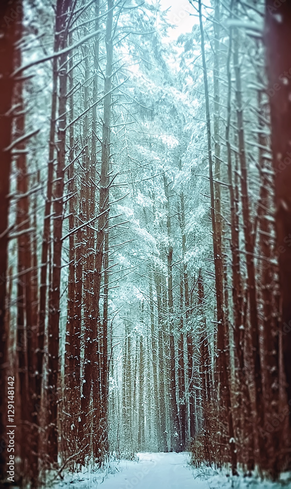 Footpath In A Snowy Coniferous Forest Footpath In A Snowy Coniferous Forest